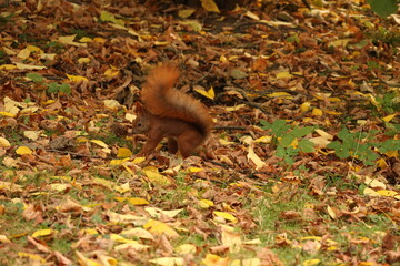 squirrel, animal, red, nature, rodent, autumn, wild, wildlife, fur, mammal, forest, park, brown, tree, tail, fluffy, cute, eating, nut, leaves, animals, small, nuts, eat