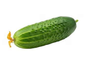 A single cucumber with a flower on a plain surrounding on transparent background
