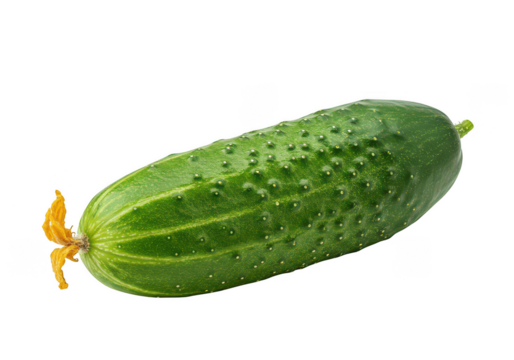 A single cucumber with a flower on a plain surrounding on transparent background