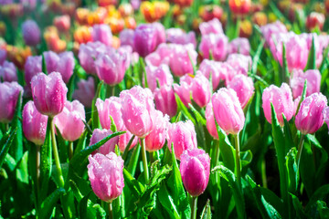 Pink Tulips in Full Bloom with Morning Mist and a Beautiful Natural Background