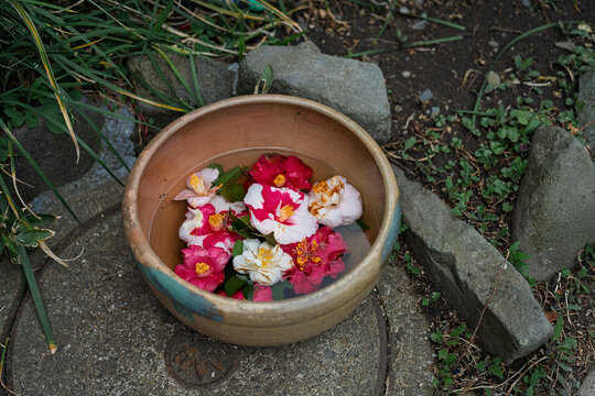 Beautiful flowers in spring