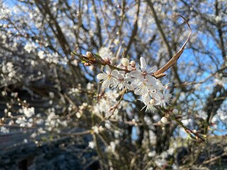 Blossoming flowers on a branch
