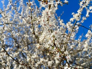 cherry blossom in spring with Sakura flowers