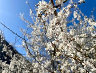 blooming plum tree with clear blue sky