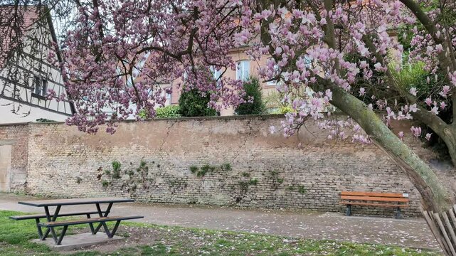 Magnolia blossom over a solitary bench in a peaceful urban park. A backdrop of a historic brick wall and house in alsacian village Haguenau, France.