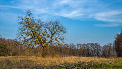 Obraz premium Waldlandschaft