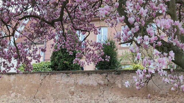 Magnolia blossom tree over a historic house in alsacian village Haguenau, France.