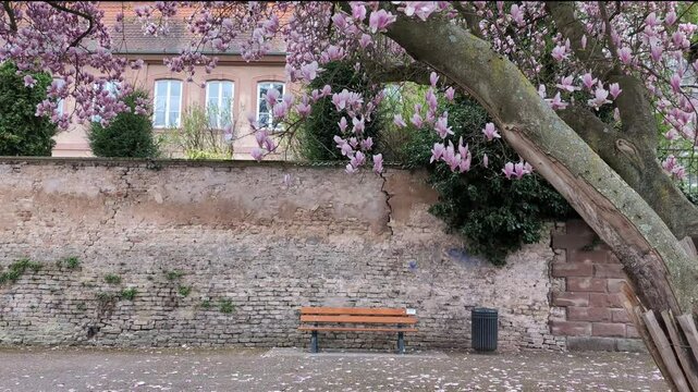 Magnolia blossom over a solitary bench in a peaceful urban park. A backdrop of a historic brick wall and house in alsacian village Haguenau, France.