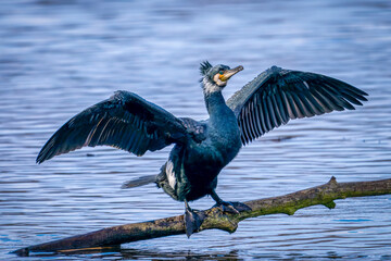 Ein Kormoran auf einem Ast