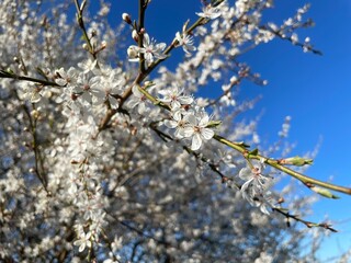 Plum blossom flowers blooming against the blue sky