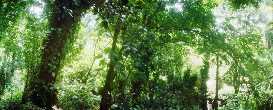 Subtropical forest of Parque Lage, Jardim Botanico, Corcovado, Rio de Janeiro, Brazil.