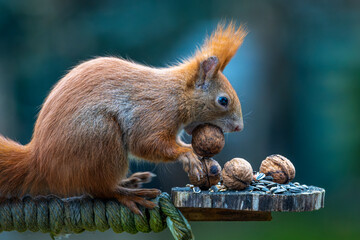 Fototapeta premium Eichhörnchen 