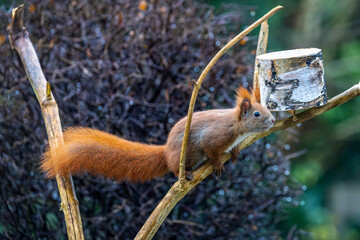 Eichhörnchen 