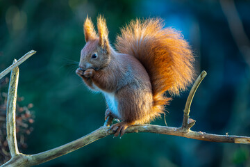 Eichhörnchen 