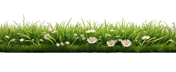 Real bright fresh green grass, cut lawn edge, with longer grass and daisy flowers behind in a spring and summer garden isolated on transparent background
