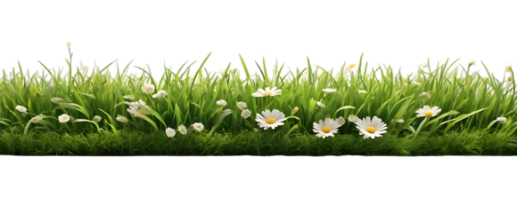 Real bright fresh green grass, cut lawn edge, with longer grass and daisy flowers behind in a spring and summer garden isolated on transparent background