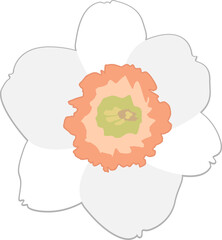 봄에 피는 하얀색 수선화