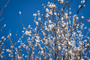 flowers blooming in iwamoto park where can see fuji mountain is famous place at  Shizuoka Japan
