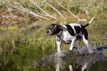 Dog english pointer