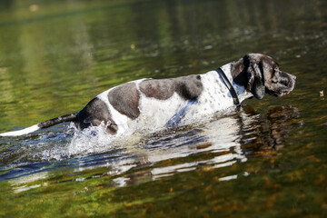 Dog english pointer