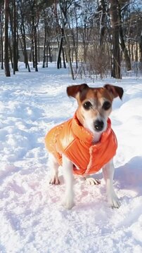 Excited dancing jumping dog in orange jacket clothes excited waiting fetch toy. Funny pet performance in winter sunny snowy park. Cute small Jack Russell terrier play outside. Vertical video footage