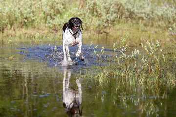 Dog english pointer