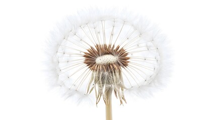 Dandelion Seed Head Close-Up