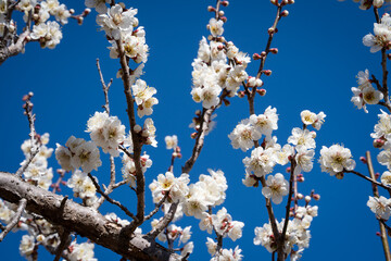 flowers blooming in iwamoto park where can see fuji mountain is famous place at  Shizuoka Japan