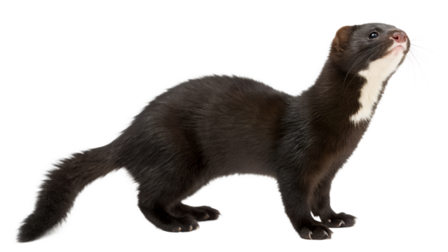 Curious American Mink in Dynamic Pose Front View on Transparent Background