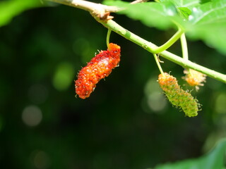 Red color Mulberry fruit and blossom flower that will become ripe berry on tree plant with natural green background
