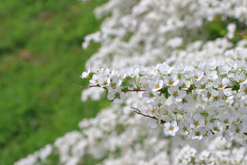 ユキヤナギが織りなす白い絨毯