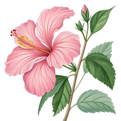 Obraz premium pink hibiscus flower