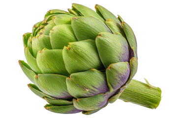 Fresh Green Artichoke