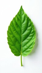 Obraz premium Solitary leaf with intricate veins on white background, foliage, texture, natural
