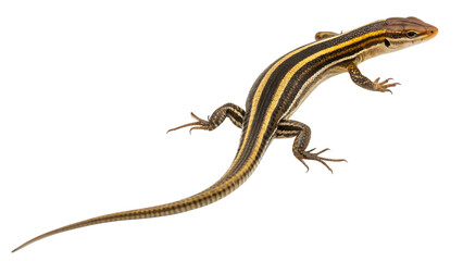 Naklejka premium American Five-Lined Skink in Dynamic Pose Isolated on Transparent Background