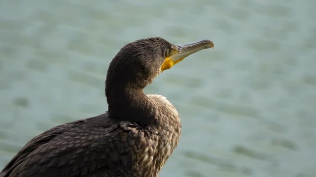 portrait of a cormorant near water