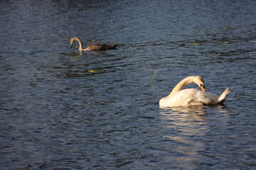 swan, bird, water, lake, animal, nature, white, wildlife, swans, birds, animals, goose, wild, pond, swimming, feather, blue, reflection, river, beautiful, mute swan, beauty, swim