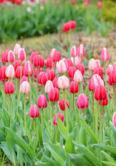 Beautiful red tulips of various shades bloom in a flowerbed in the city park area in spring.