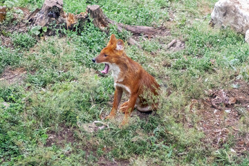 A red fox sits on the grassy ground with its mouth open