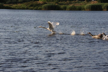 bird, water, lake, duck, nature, wildlife, goose, pond, animal, geese, birds, river, wild, ducks, canada, swimming, family, swim, white, fowl