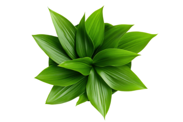 Closeup of a vibrant spiral arrangement of fresh green pandan leaves showcasing their intricate and elegant botanical patterns  The leaves create a soothing natural background with a meditative serene