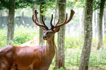 Graceful red deer stag with branched antlers amidst tall trees in a forest