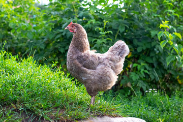 Graceful Plymouth Rock barred hen standing on green grass against a backdrop of lush greenery