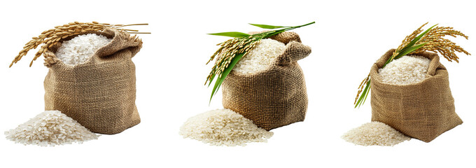 Set of Rice Grains in Burlap Sack with Rice Plant Isolated on Transparent Background, PNG