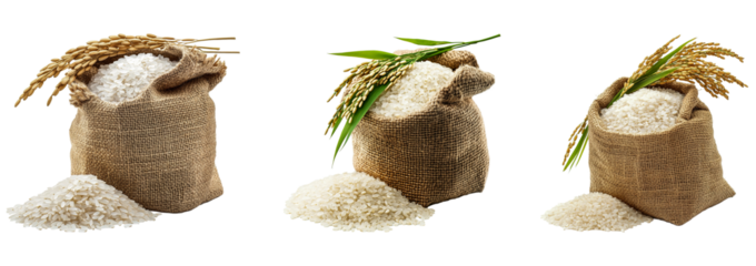 Set of Rice Grains in Burlap Sack with Rice Plant Isolated on Transparent Background, PNG