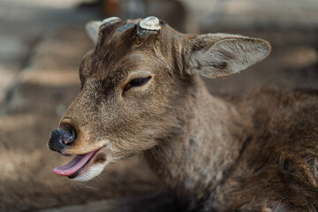 Japanese Nara Deer showing tongue.
