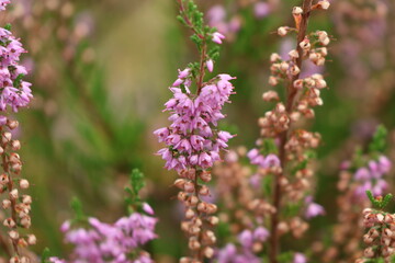 flower, nature, purple, plant, spring, flowers, garden, pink, flora, lavender, summer, blossom, bloom, macro, close-up, closeup, beauty, color, lilac, wild, bee, violet, herb, orchid, botany