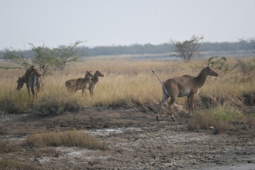 A pair of kids of female nilgai deer is seen freely roaming in the jungle area along with mom