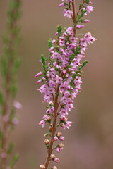 flower, nature, purple, plant, spring, flowers, garden, pink, flora, lavender, summer, blossom, bloom, macro, close-up, closeup, beauty, color, lilac, wild, bee, violet, herb, orchid, botany
