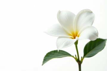 Fototapeta premium Single stem of fragrant gardenia flower isolated on white background, botanicals, flowers, fragrance flowers